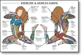 Muscle Fitness Exercise Charts