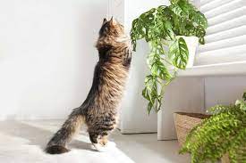 9 Incredible Houseplants That Cats Will
