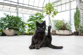 Top 5 Plants That Are Not Toxic To Cats