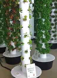 Aeroponic Lettuce And Herb Growing At