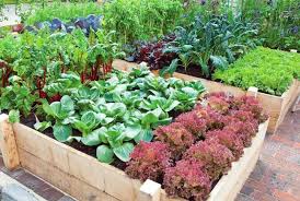 Ive Vegetable Gardening Tips For