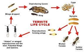 How To Get Rid Of Termites Control