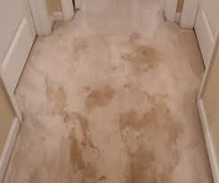 carpet floor pro quality cleaning