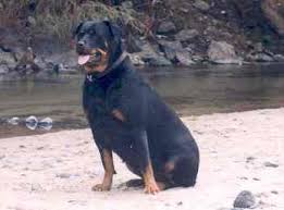 Rottweiler Weight How Much Should Your Dog Weigh