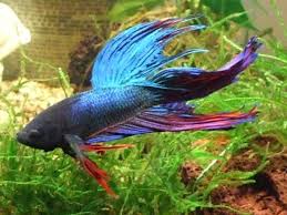 5 best fish for a small 2 gallon tank