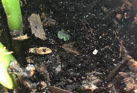 avoid fungus gnats on my herb garden plants