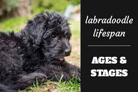 labradoodle lifespan and what to expect
