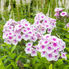 is phlox toxic to dogs picturethis