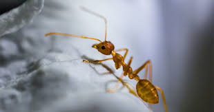 Tidak semua suri rumah gemar menggunakan racun serangga untuk menghalau semut dirumah terutama bagi yang masih mempunyai anak kecil air sabun juga boleh digunakan untuk menghalau dan menghalang semut dari masuk ke rumah. 3 Cara Mengeluarkan Semut Dari Telinga Popmama Com