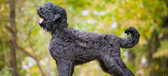 Black Russian Terrier Dogs Definitive Guide To Black