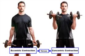 concentric vs eccentric contractions