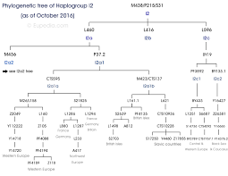 Phylogenetic Tree Of Haplogroup I2 Y Dna Eupedia
