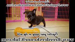 Look at pictures of puppies in augusta who need a home. Chihuahua Puppies For Sale Augusta Ga Petsidi