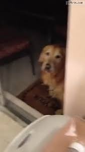 Dog Confused By Glass Door Best Funny