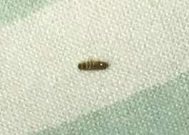bed a carpet beetle larva or maggot