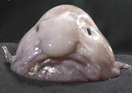 Sometimes the most beneficial anatomical adaptations can leave an animal lacking in the looks department. Blobfish Voted World S Ugliest Animal Voice Of America English