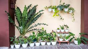 houseplants in your outdoor garden