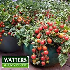 Growing Better Tomatoes In Pots