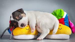 puppy #cute #dog jack russell #sleep ...