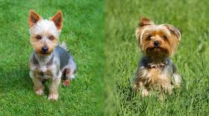 silky terrier vs yorkshire terrier