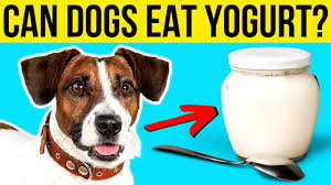 can dogs eat yogurt is yogurt good