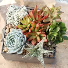 how to care for succulents the