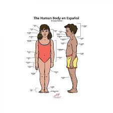 The Human Body Flip Chart In English Spanish El Cuerpo Humano
