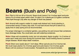 grow more beans bush and pole