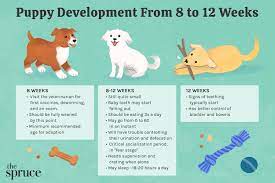 puppy development from 8 to 12 weeks