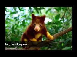 Learn the names of animals in indonesian (in bahasa indonesia) Indonesian Rainforest Animals My Indonesia Youtube