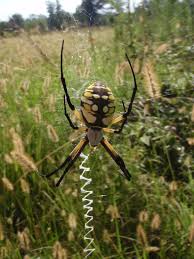 common poisonous california spiders