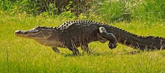 4. How Fast Can Alligators Run? - Captain Jack's Airboat Tours