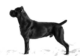 Cane Corso Breed Facts And Information Petcoach