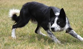 Resultado de imagem para imagens de cachorros de raça