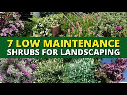 Low Maintenance Shrubs For Landscaping