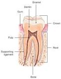 Image result for how dentist crack tooth