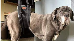 how to make a dog sling