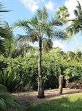 Image result for palm trees on the beach history