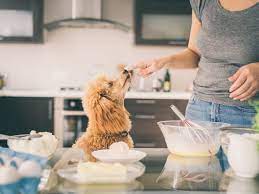 can dogs eat wheat flour