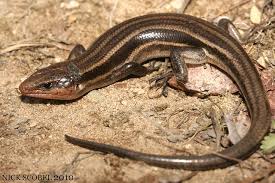 Five Lined Skink Lizard Salamander Newt Mudpuppy