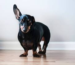 what s the best flooring for dogs