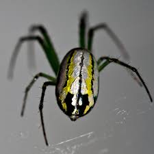 spiders archives aaa exterminators