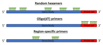 Cdna synthesis, also known as reverse transcription, generates complementary dna (cdna) from an rna template. Random Primers Or Oligo Dt Primers For Cdna Synthesis
