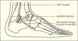 Golgi tendon organs are specialized receptors located in muscle tendons and are innervated by ib muscle afferents. Foot Anatomy For Runners Timeoutdoors
