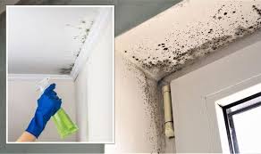 How To Get Rid Of Mould Banish