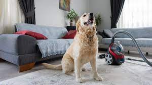 carpet cleaners for pet messes and stains