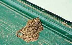 Image result for drywood termites