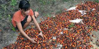 Pourquoi l'huile de palme est mauvaise pour la santé ?
