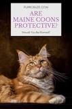 will-a-maine-coon-protect-its-owner