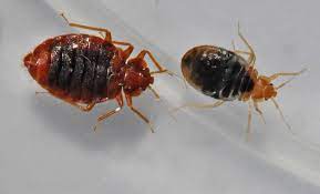 bed bugs control of biting bed bugs